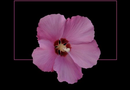 Pink hibiscus - pink, black, hibiscus, tropic flower