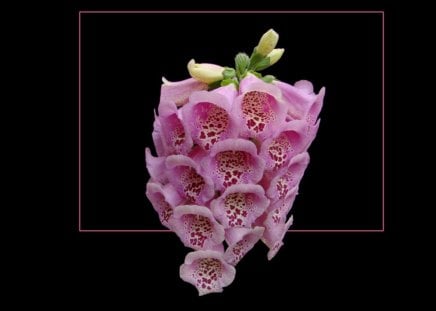 Pink foxglove - foxglove, pink, may, garden, flower