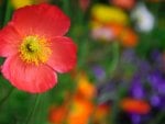 Colourful garden