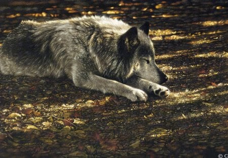 Wolf Resting - nature, wolves, predator, wilderness