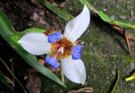 Mountain wildflower