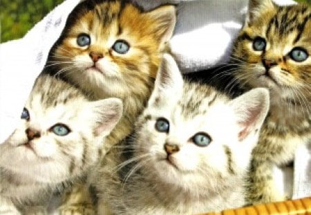 Four kittens under the blanket - paws, kittens, blanklet, basket, cute