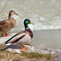 Wild Ducks Couple