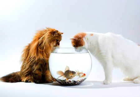 DINNER or SUPPER??? - benjamin torode, ben torode, interest, cats, aquarium, fish, daisy, hannah