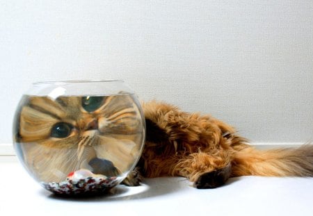 LET ME HAVE A CLOSER LOOK! - benjamin torode, ben torode, cat, aquarium, fish, muzzle, daisy