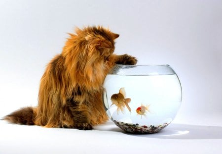 A FRIENDLY TOUCH?!;) - benjamin torode, ben torode, cat, interest, aquarium, fish, daisy