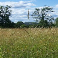 Needle in a Haystack