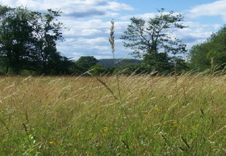 Needle in a Haystack - nature, summer, fields, green, photography