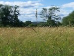 Needle in a Haystack