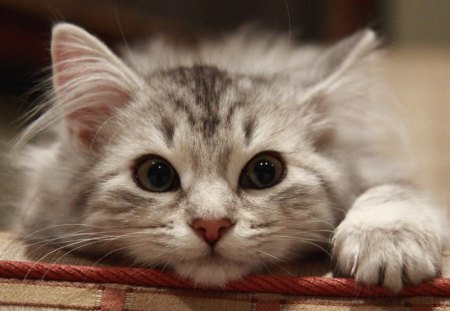 Waiting... - waiting, animal, red, cute, green eyes, cat