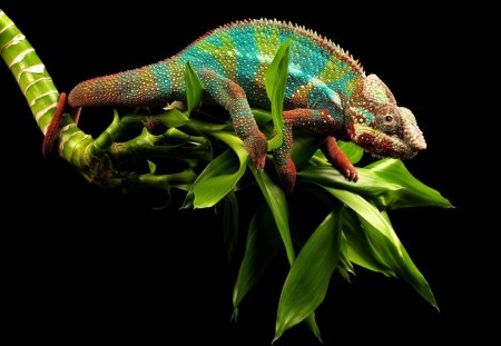 Young Cameleon - colorful, camouflage, reptile, chameleon