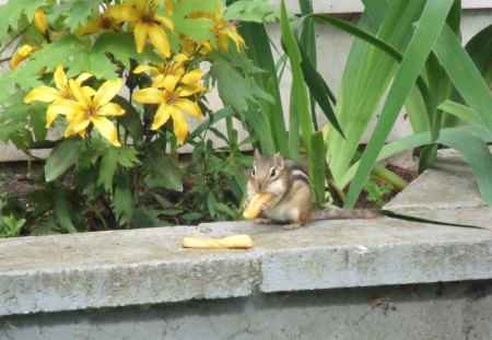 French Fry for a Chipmunk - lunch, flowers, chipmunk, nature