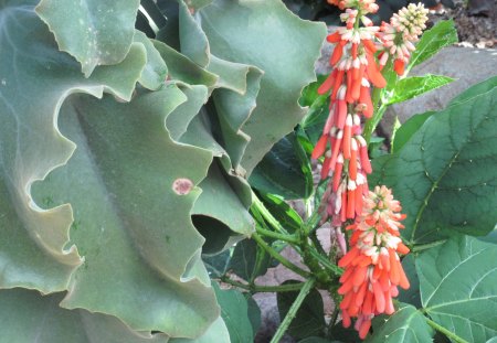 Dwarf Coral Tree from Africa  - photography, orange, green, flowers, leaf, garden