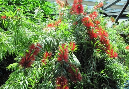 weeping bottlebrush tree from Australia - red, photography, green, tree, flowers, garden