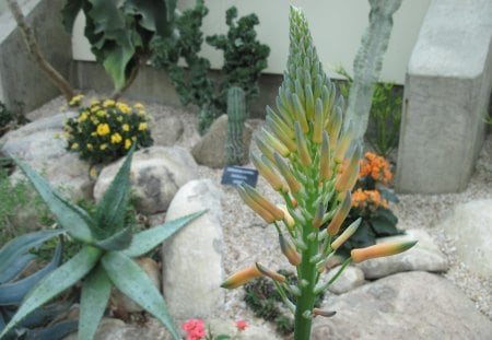 cactus and flowers at the garden - cactus, kalanchoe, yellow, photography, orange, green, flowers, garden