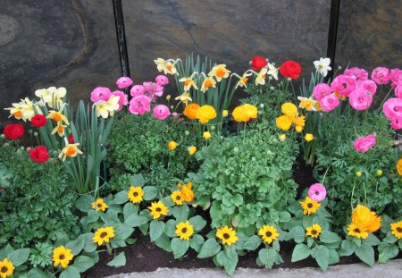 Colorful Garden 01 - photography, daffodils, yellow, pink, red, green, flowers, daisies, garden