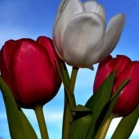 Red and White tulips