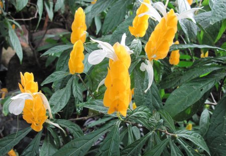 Colorful Garden 11 - garden, flowers, leaf, photography, yellow, green