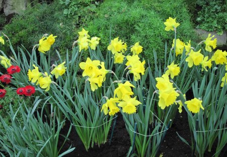 Colorful Garden 14 - Flowers, yellow, garden, green, photography, Daffodils