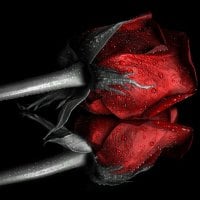 A dark red rose