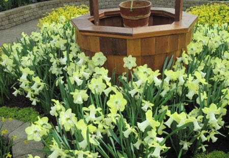 Colorful Garden 15 - flowers, yellow, wood, garden, brown, photography, photograpy, daffodils, green