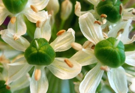 Macro - white, nature, macro, beautiful, green, flowers, flower