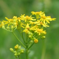 Yellow wildflower