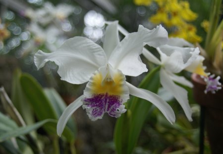 White Orchid - Orchid, foilage, Nature, Garden, Macro, plants, flower