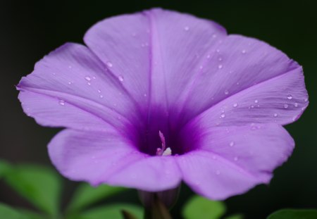 Purple Dew - petals, delicate, stunning, violet, flower