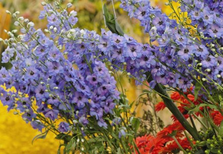 Tall Standing Purple Flower - red, flower, purple, petals, stem, yellow, nature, tall