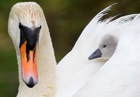 Peeking out - mother, swan, cygnet, bird