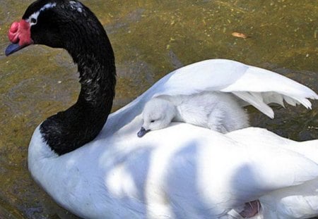 Peaceful sailing - white, swan, ride, mother, cygnet, black