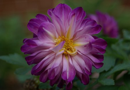 Purple Dahlia - nature, foilage, macro, dahlia, plants, garden, outdoors, flower