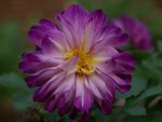 Purple Dahlia