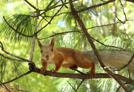 I Feel Safe - tail, fur, pineneedles, animals, limbs, brown, evergreen, green, tree, squirrels