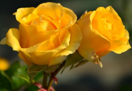 *** Yellow roses *** - roses, flowers, yellow, nature, color