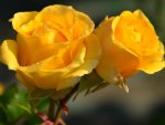 *** Yellow roses ***