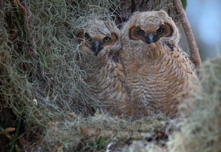 *** Owls *** - bird, owls, birds, animal, animals