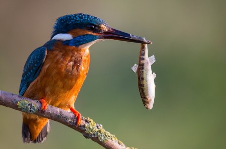 *** Kingfisher *** - bird, birds, animal, kingfisher, animals