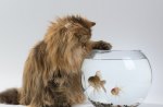 *** Cat and fish ***