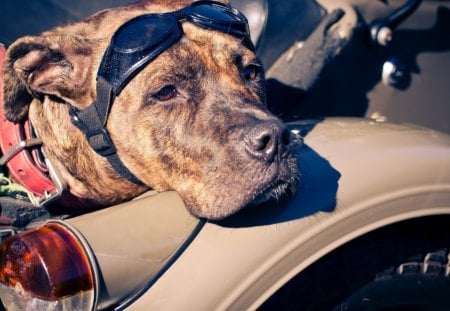 *** Motorized dog *** - animal, dogs, motor, dog, animals