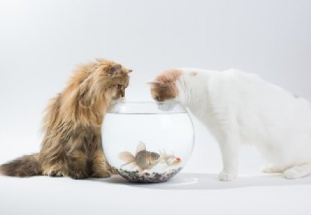 *** Cats and fish ***