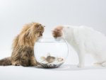 *** Cats and fish ***