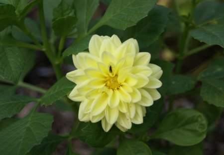 Yellow Dahlia - nature, foilage, dahlia, insects, bug, plants, garden, flower