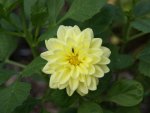 Yellow Dahlia