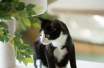 *** Black and white cat ***