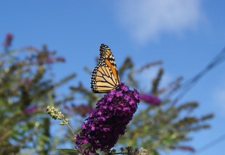 Monarch on Butterfly Bush - bush, monarch, plants, outdoors, nature, butterfly, foilage, insect, garden