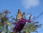 Monarch on Butterfly Bush