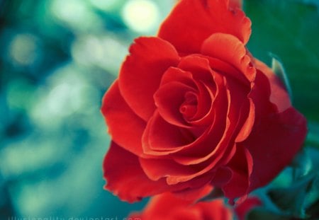 Lose this Love - red, flower, rose, love, nature