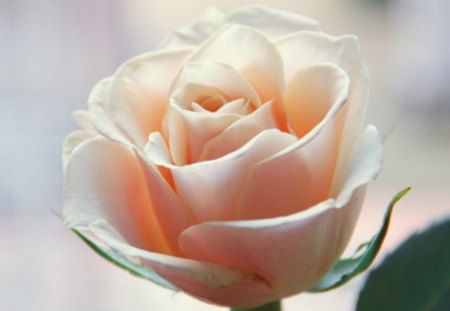 Soft Rose - flower, nature, rose, soft